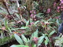 35 Calanthe sylvatica - ORCHIDACEAE-I