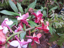 36 Calanthe sylvatica - ORCHIDACEAE-I