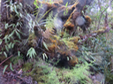 4 Lycopodiella cernua - Fougère la mariée - LYCOPODIACEAE-I