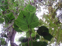 41 ??? Dombeya ciliata