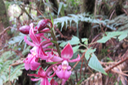 42 Calanthe sylvatica - ORCHIDACEAE-I
