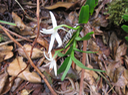 43 ??? Jumellea triquetra- ORCHIDACEAE -