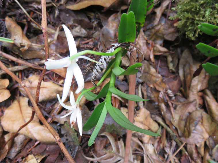 44 ??? Jumellea triquetra- ORCHIDACEAE -