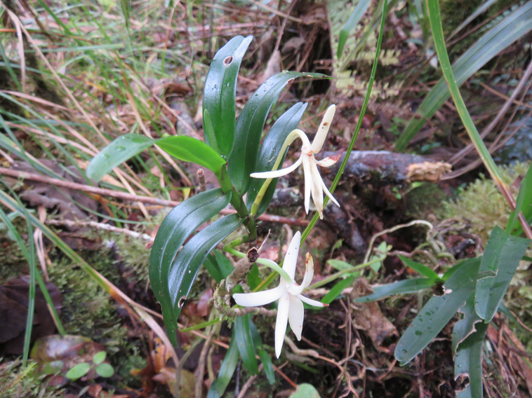 45 ??? Jumellea rossi - ORCHIDACEAE -