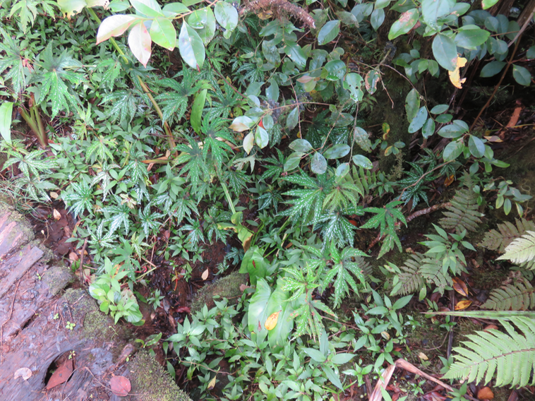 7 Begonia diadème