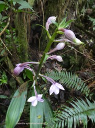 P1000414