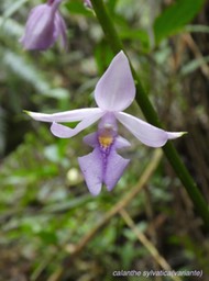 P1000424