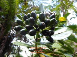 P1010468