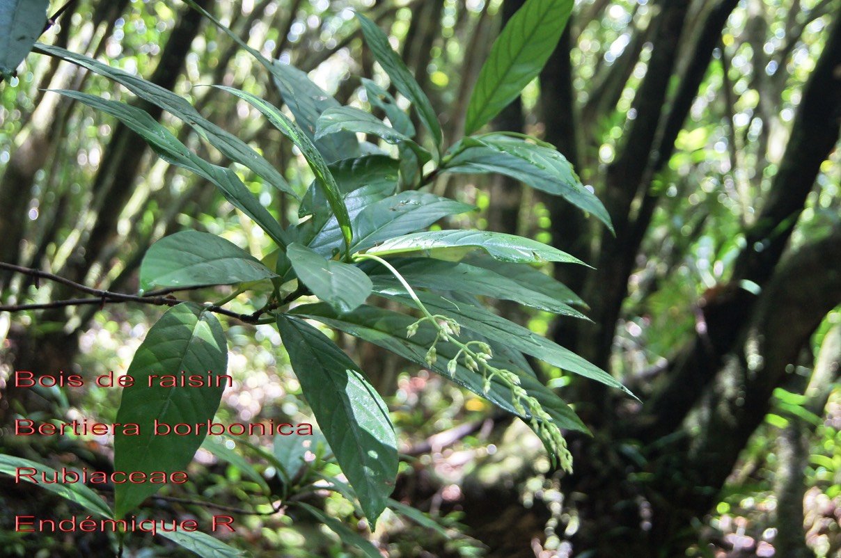 Bertiera borbonica- B