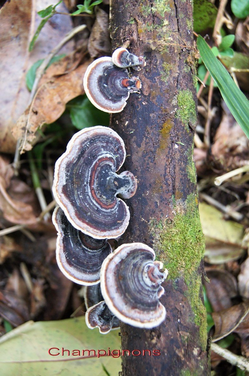 Champignons