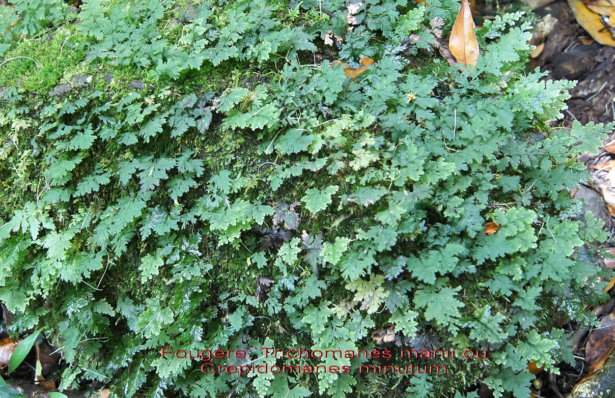 Crepidomanes minutum- Hymenophyllaceae- I