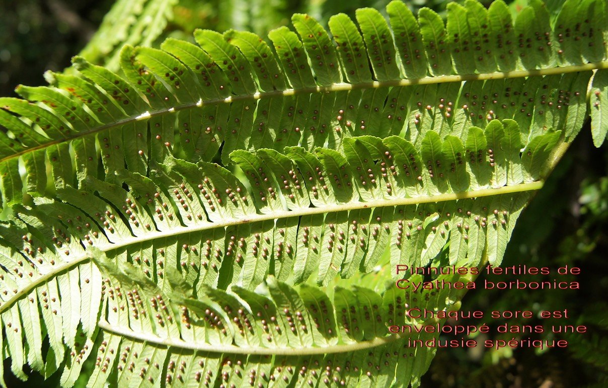 Cyathea borbonica- Pinnules fertiles