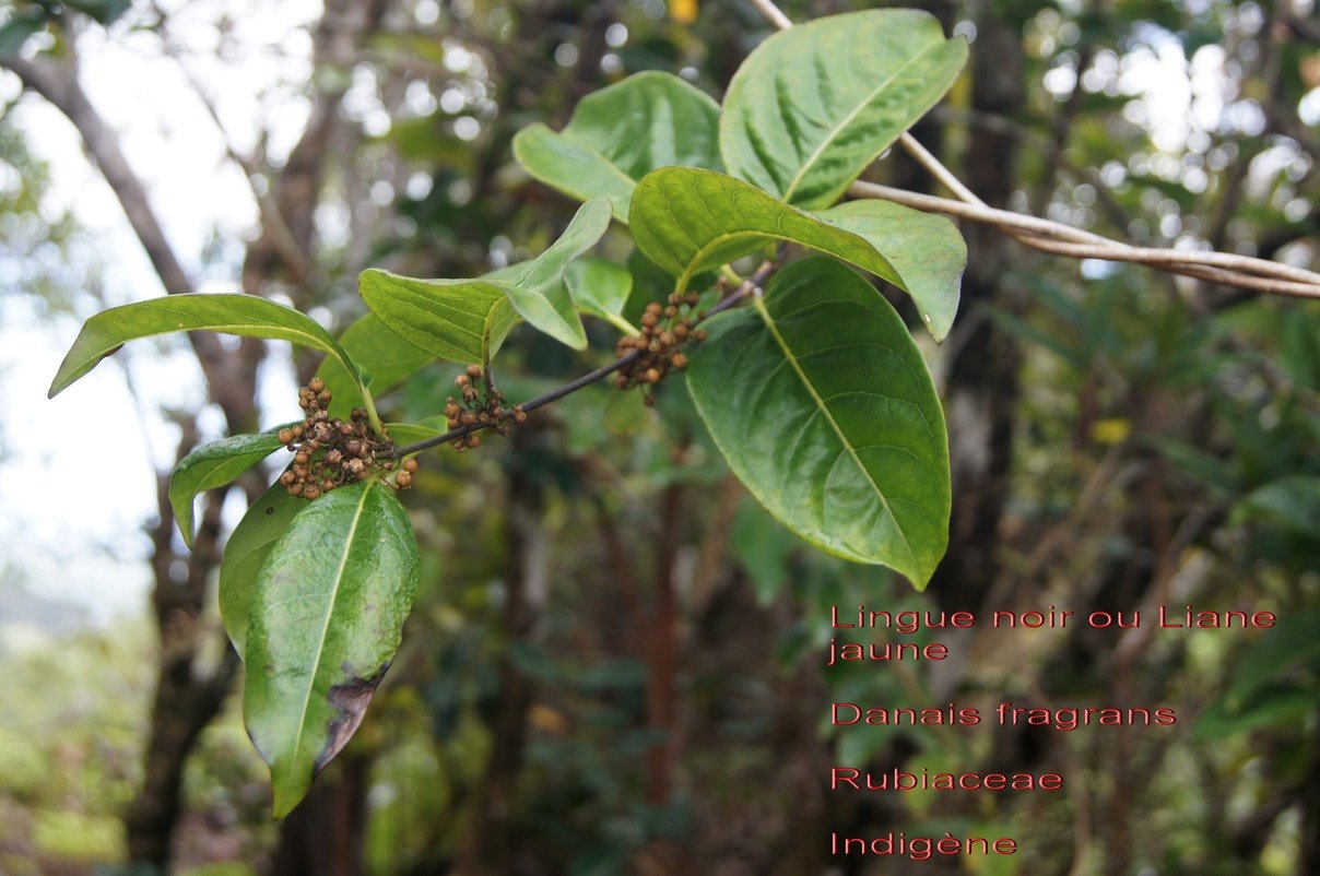 Danais fragrans
