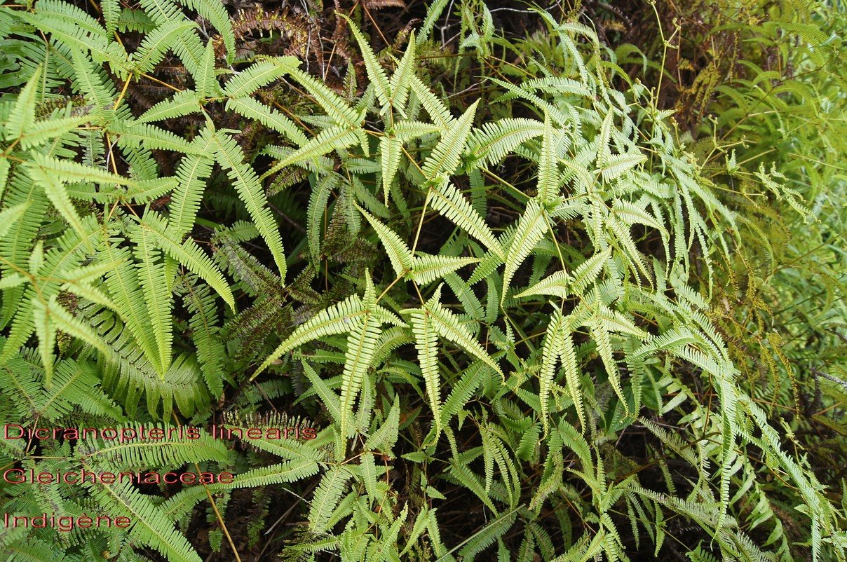 Dicranopteris linearis- Gleicheniaceae- I