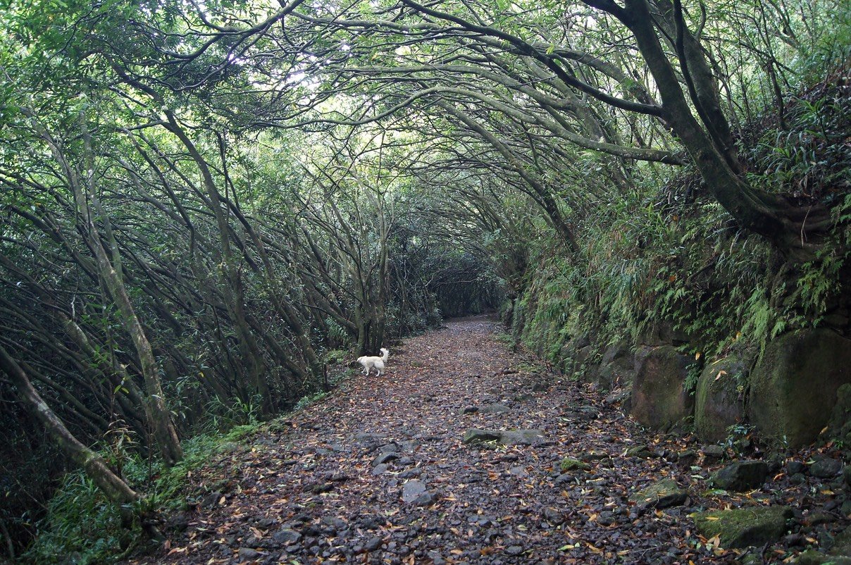 La piste sous les Jameroses ou Jambrosades