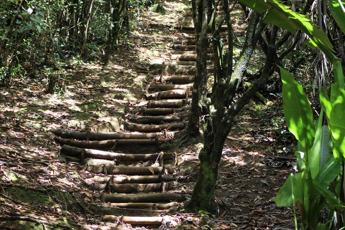 Les marches en rondins