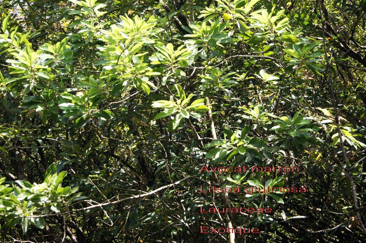 Litsea glutinosa - Lauracée- exo