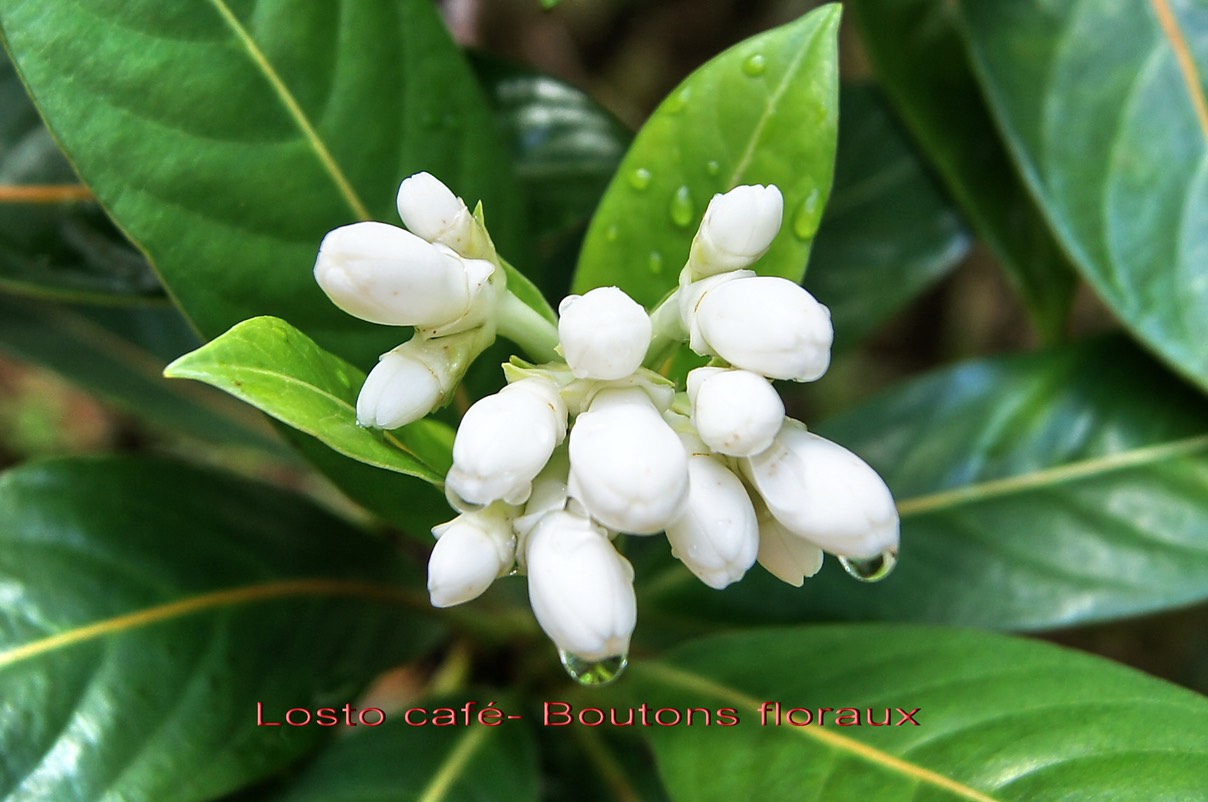 Losto café- Boutons floraux