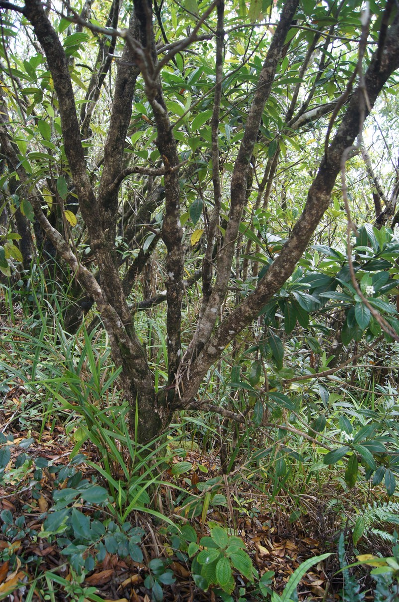 Losto café- Gaertnera vaginata