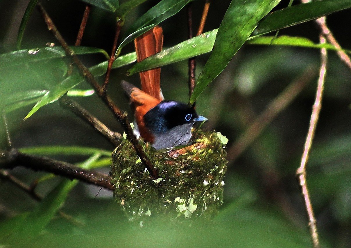 Oiseau la vierge-2