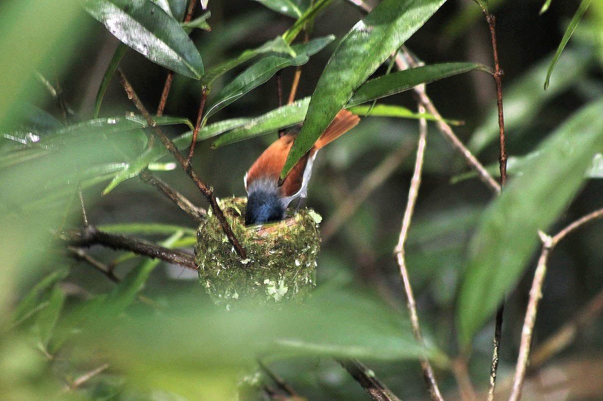 Oiseau la vierge-3