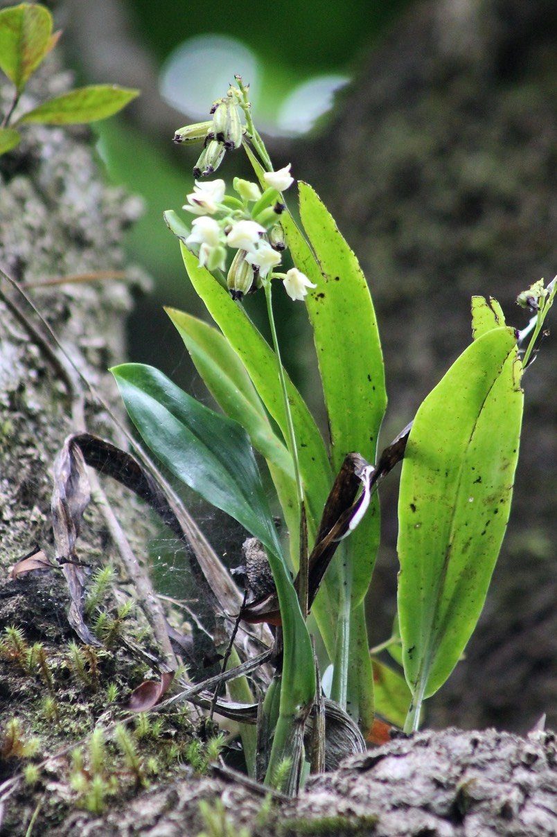 Orchidée-Polystachya cultriformis- Orchidaceae
