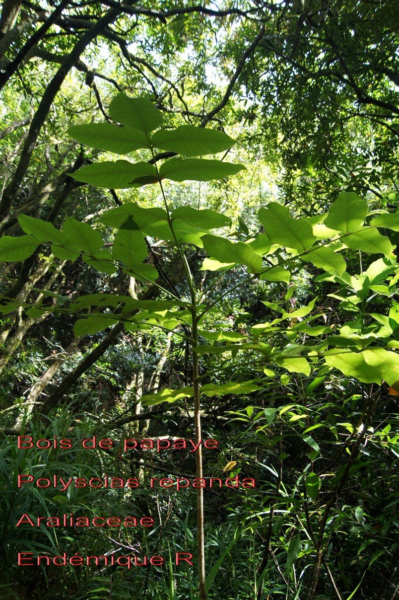 Polyscias repanda- Araliacée-B