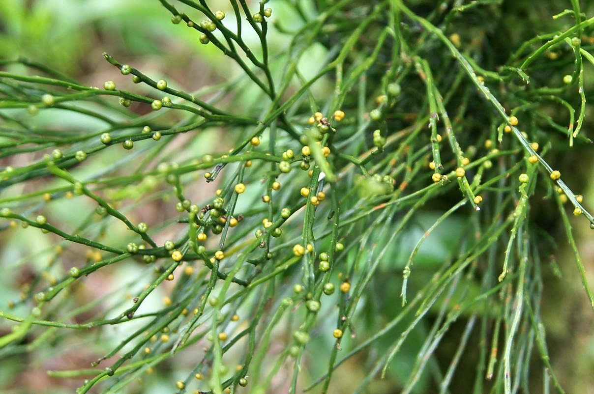 Psilotum nudum - Des sores à 3 sporanges