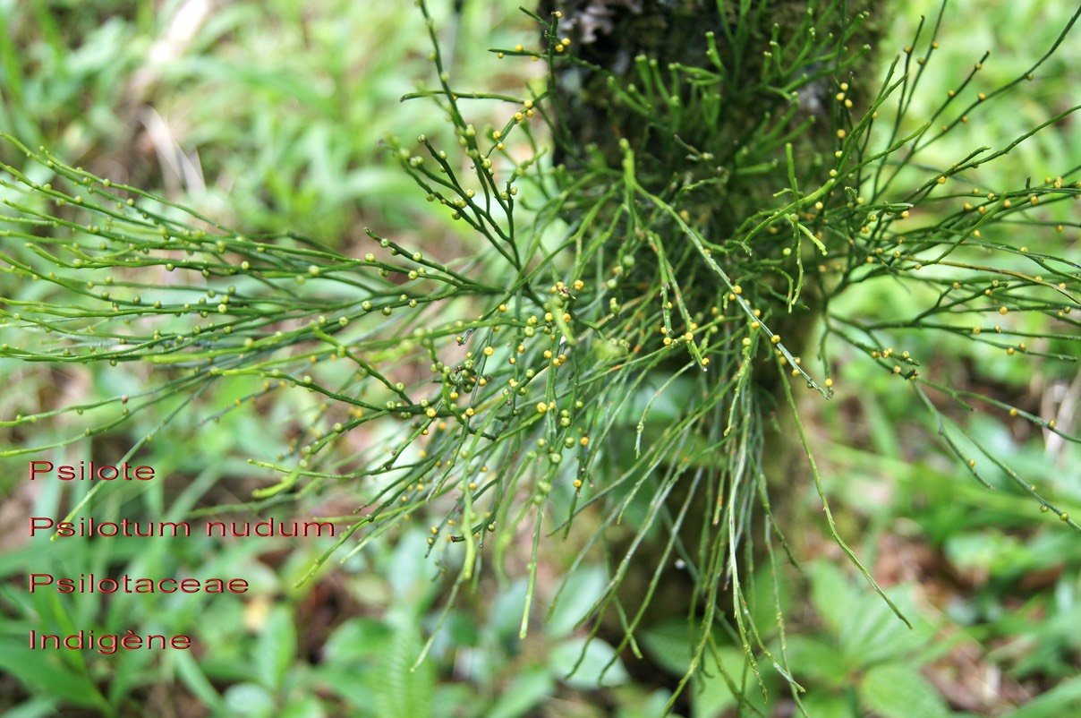 Psilotum nudum