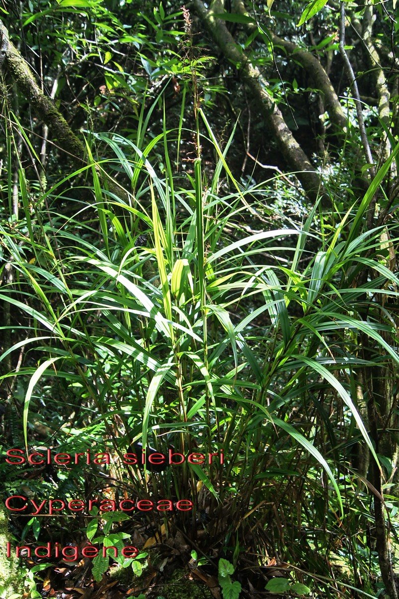 Scleria sieberi -Cypéracée-I