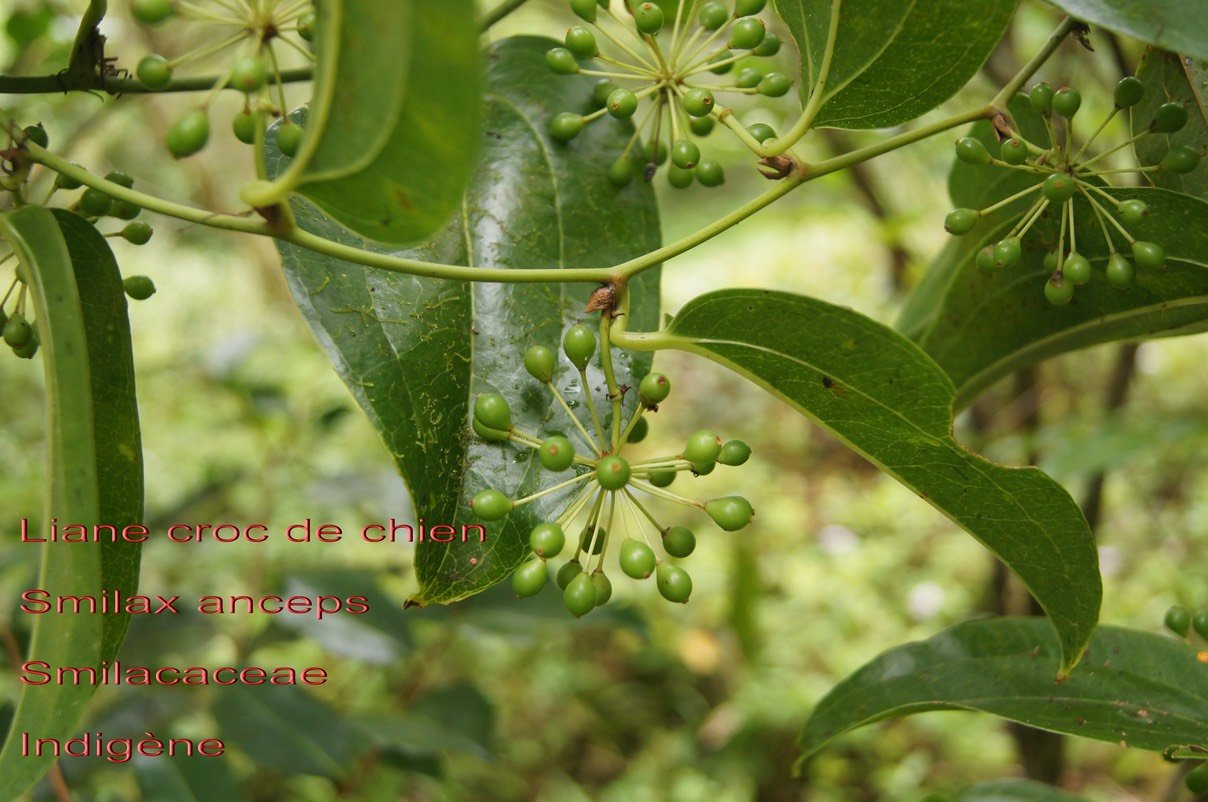 Smilax anceps
