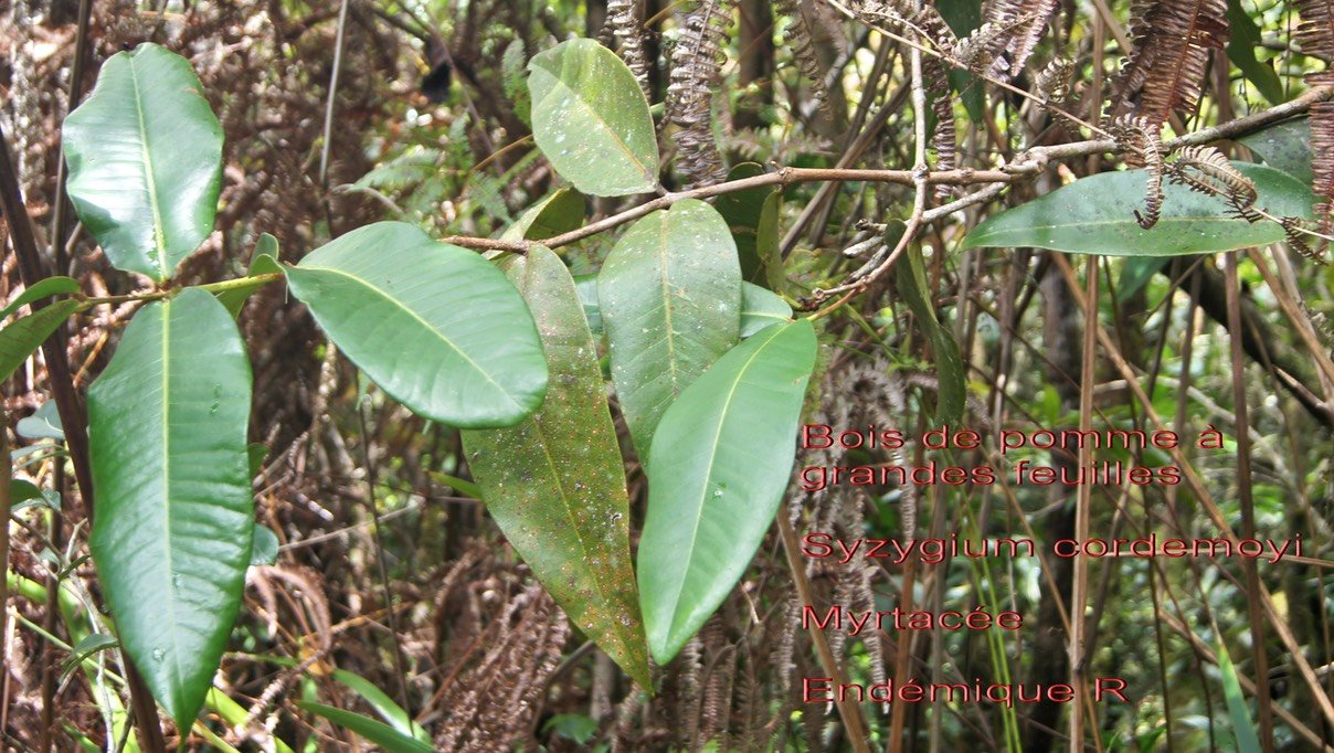 Syzygium cordemoyi