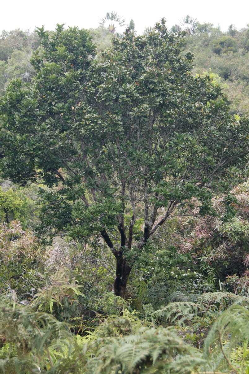 Tan Georges- Molinaea alternifolia- Sapindaceae- I