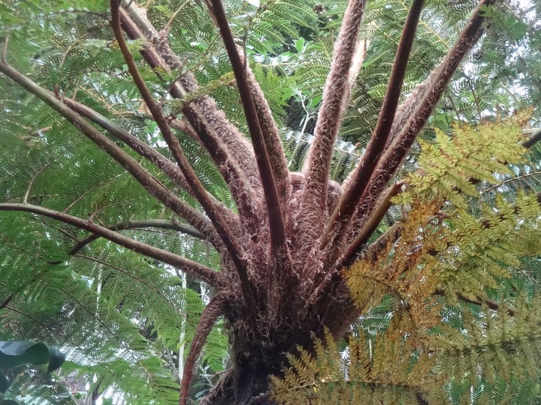 07 Cyathea cooperi Fougère australienne Cyatheacee DSC07210