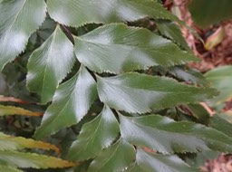 29 2 asplenium boltoni .... DSC07262