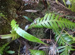 38 1 Blechnum attenuatum bb DSC07387