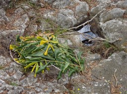 62 piège pour oiseaux dans l Ravine du Trou DSC07374
