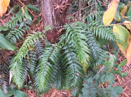 ??? Asplenium boltoni IMG_0917
