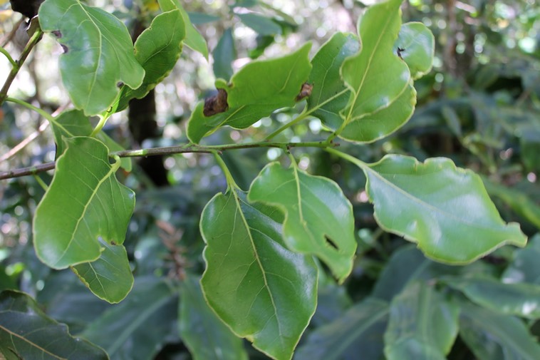 Bois de Cannelle marron