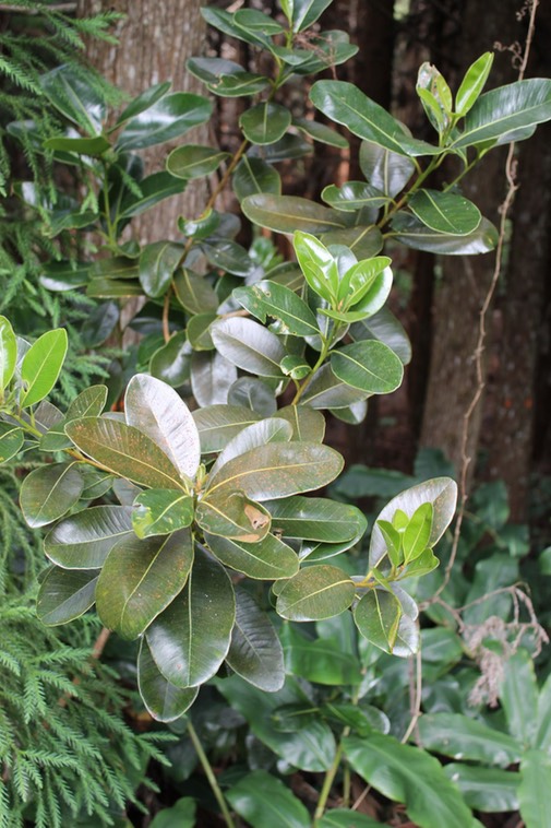 Bois de fer bâtard ou Natte coudine-  Sideroxylon borbonicum- Sapotacée - B