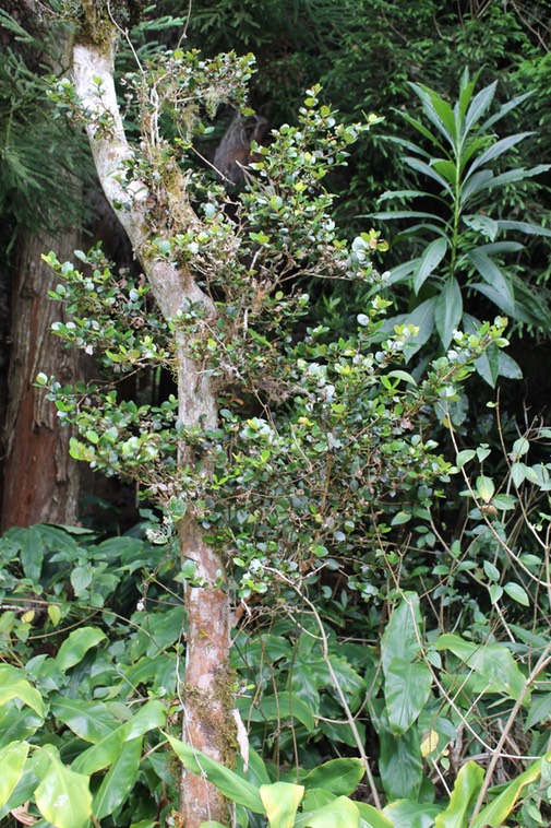 Bois de nèfle à petites feuilles- Eugenia buxifolia- Myrtacée- B