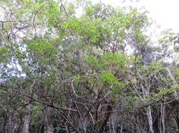 Bois de négresse gigantesque IMG_0938