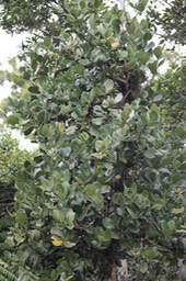 Bois de tambour - Tambourissa crassa - Monimiacée - B