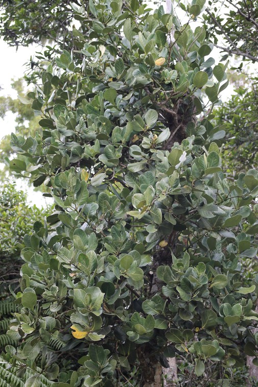Bois de tambour - Tambourissa crassa - Monimiacée - B