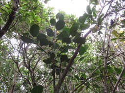 Bois de tambour IMG_0930