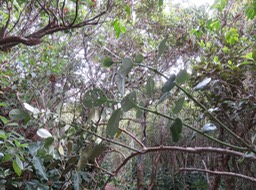 Bois de tambour IMG_0969
