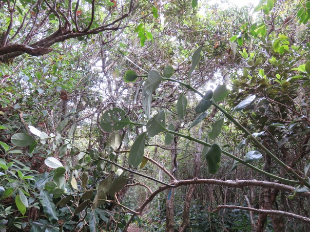Bois de tambour IMG_0969