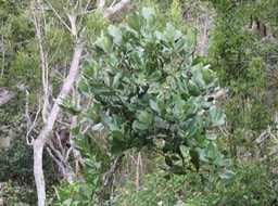 Bois de tambour IMG_0973