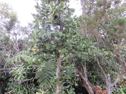 Bois de tambour IMG_0974