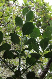 Bois de tambour ou Bois de bombarde